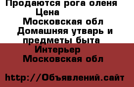 Продаются рога оленя › Цена ­ 5 000 - Московская обл. Домашняя утварь и предметы быта » Интерьер   . Московская обл.